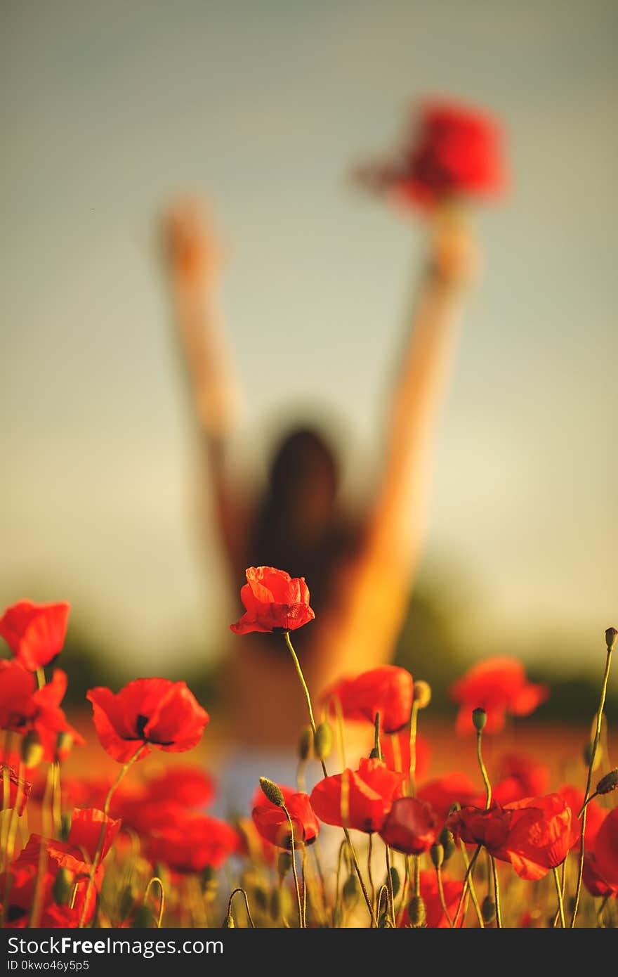 Woman in a field with poppies at sunset, in the sun, soft focus/