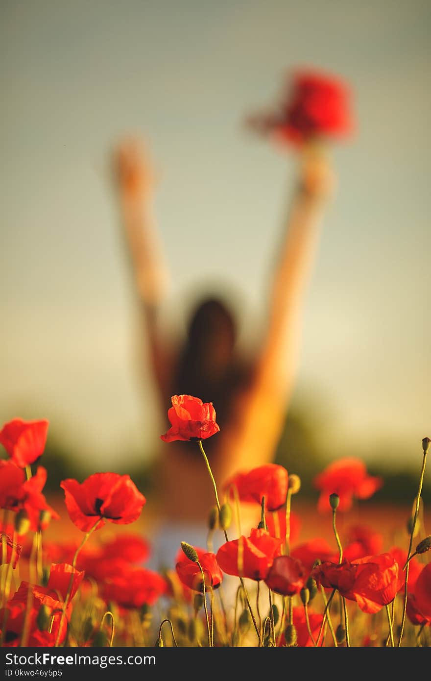 Woman in a field with poppies at sunset, in the sun, soft focus