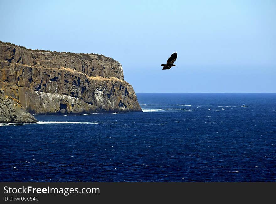 flying eagle over the ocean near a coastline