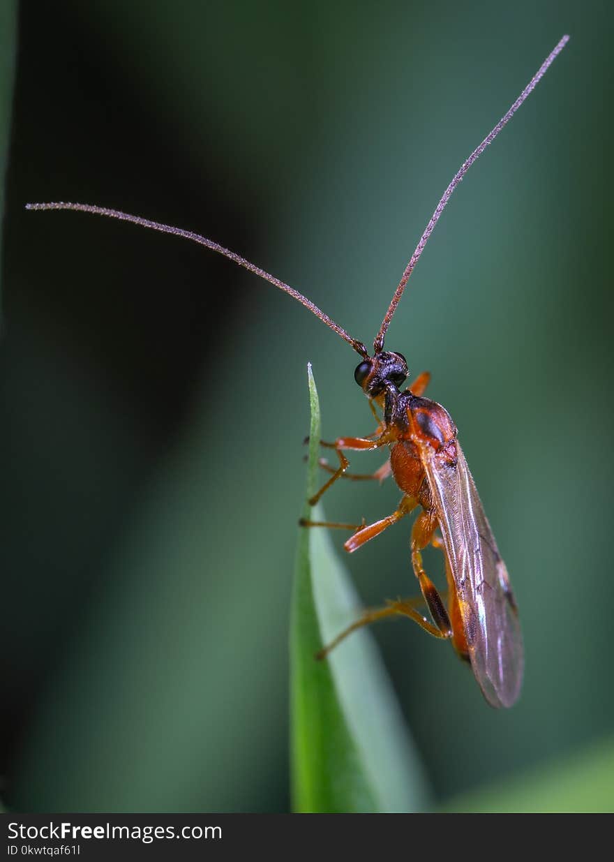 Insect Green Leaf In Macro Photography