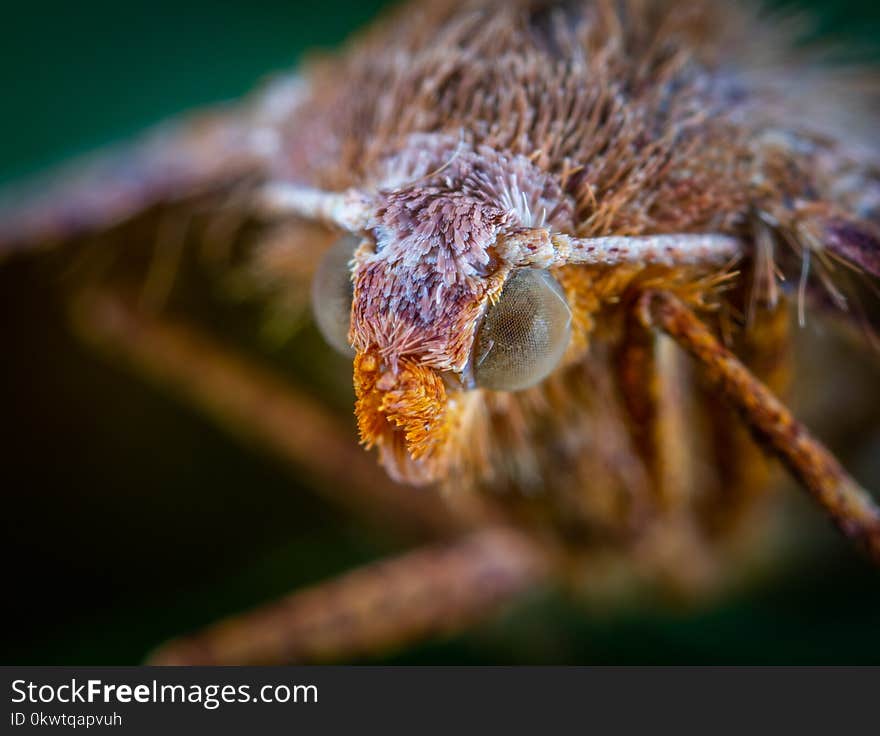 Close-up Photo Of Insect