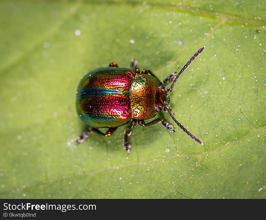 Beetle On Green Leaf