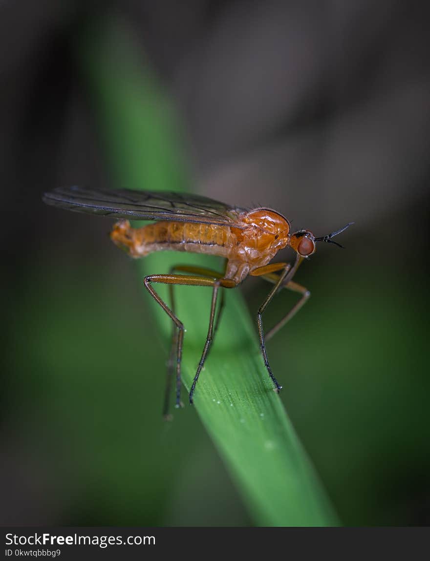 Selective Focus Photography Of Robber Fly