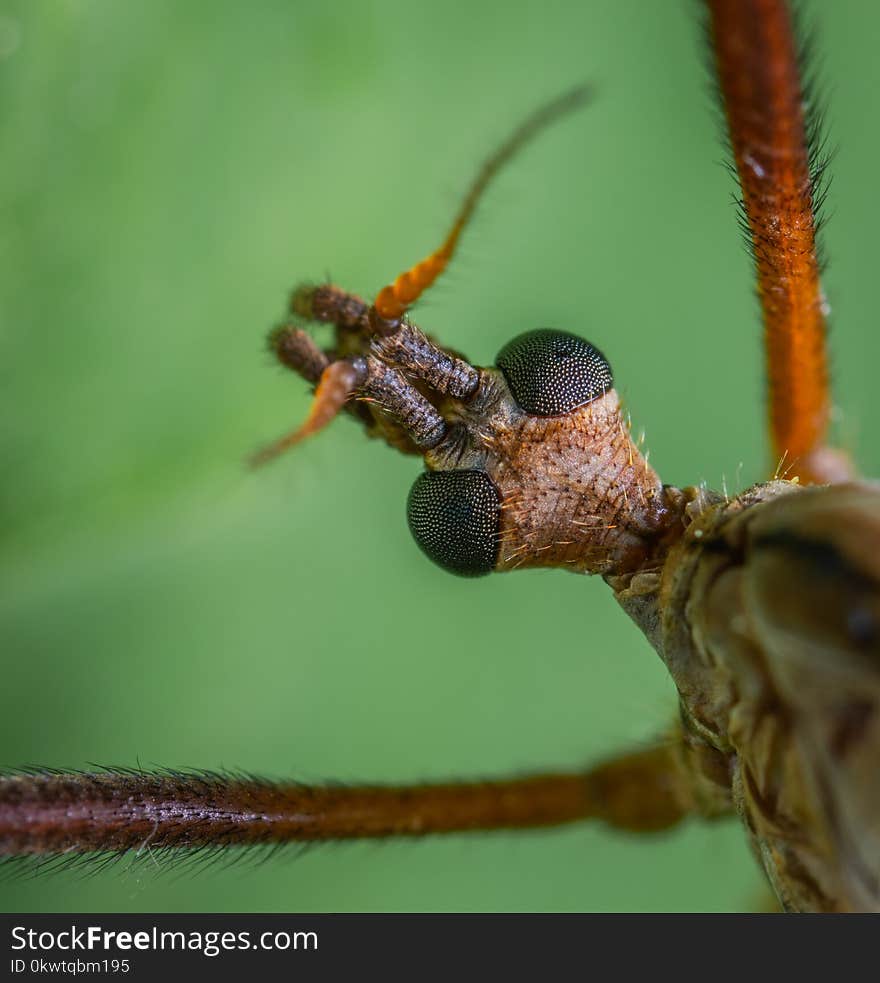 Macro Photography Of Insect