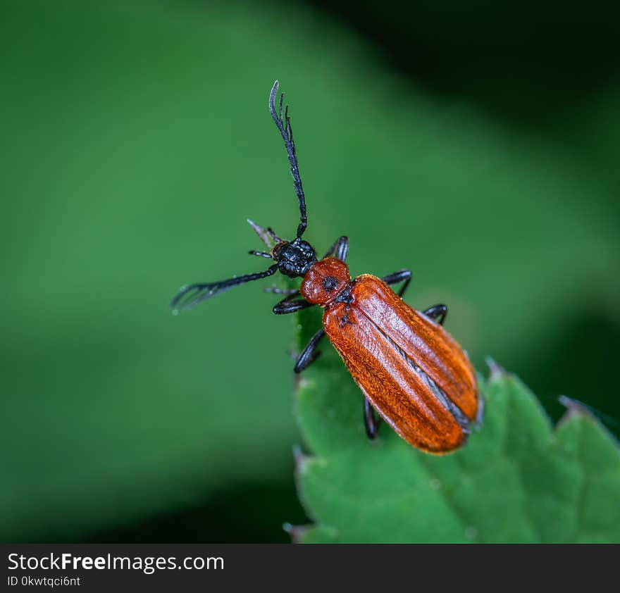 horned Beetle Perched On Green Leaf