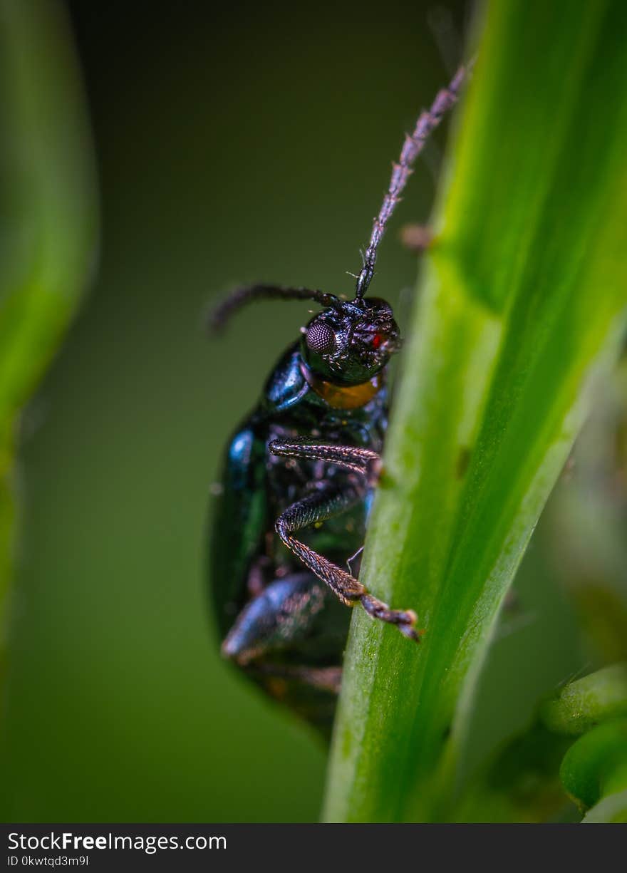 Beetle On Leaf In Macro Photography