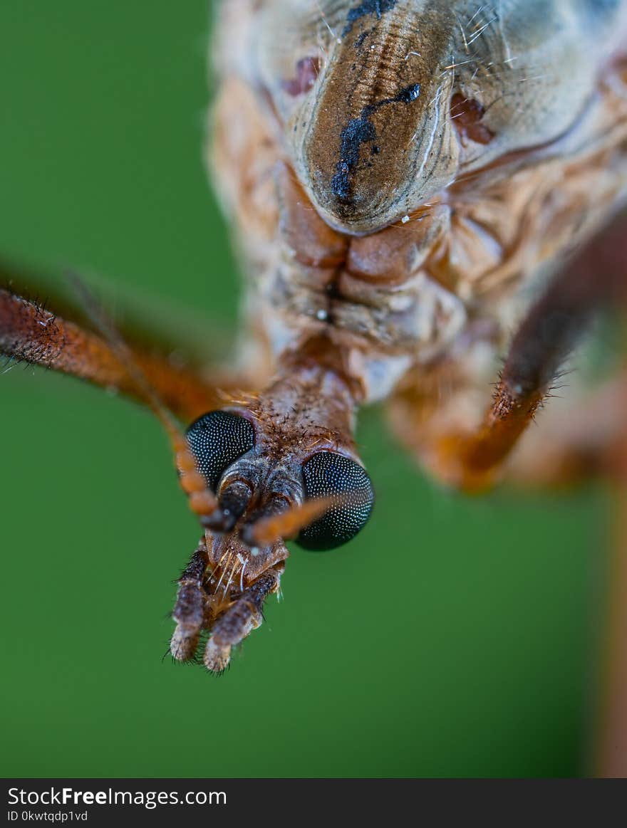 Close-up Photo Of Insect