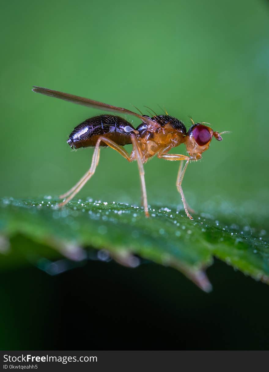 Macro Photo Of Robber Fly On Green Leaf