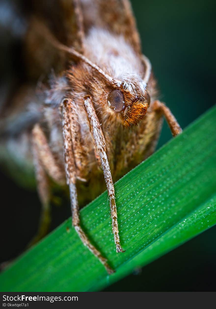 Close-up Photo Of Moth