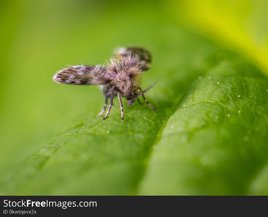 Butterfly On Green Leaf In Macro Photography