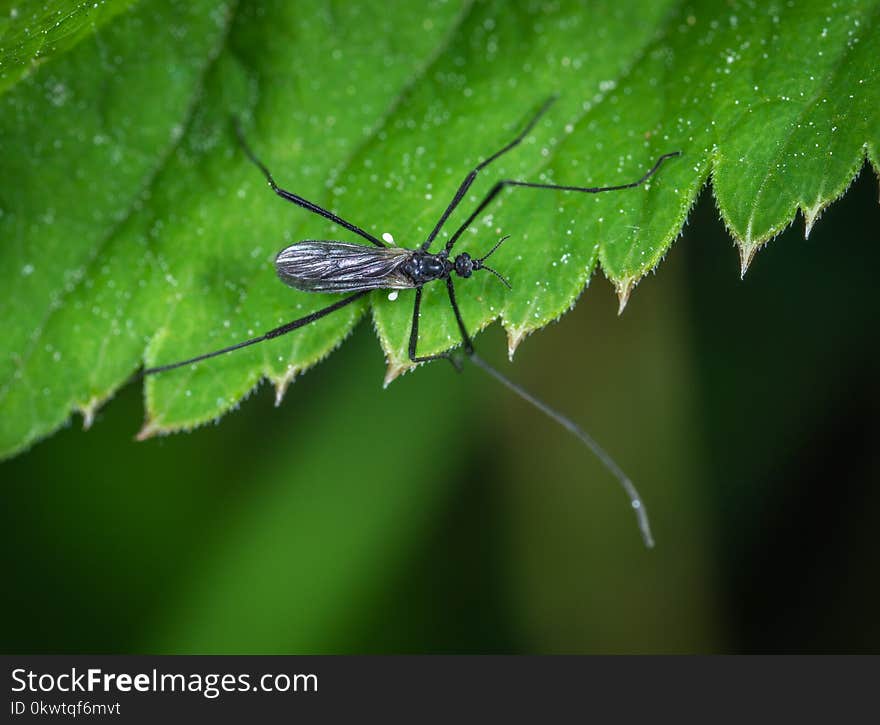 Selective Focus Photography Of Black Insect On Green Leaf