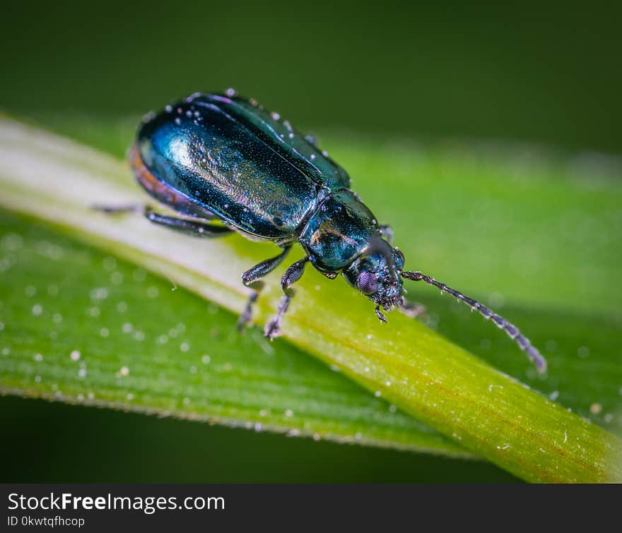 Beetle On Green Leaf In Close-up Photography