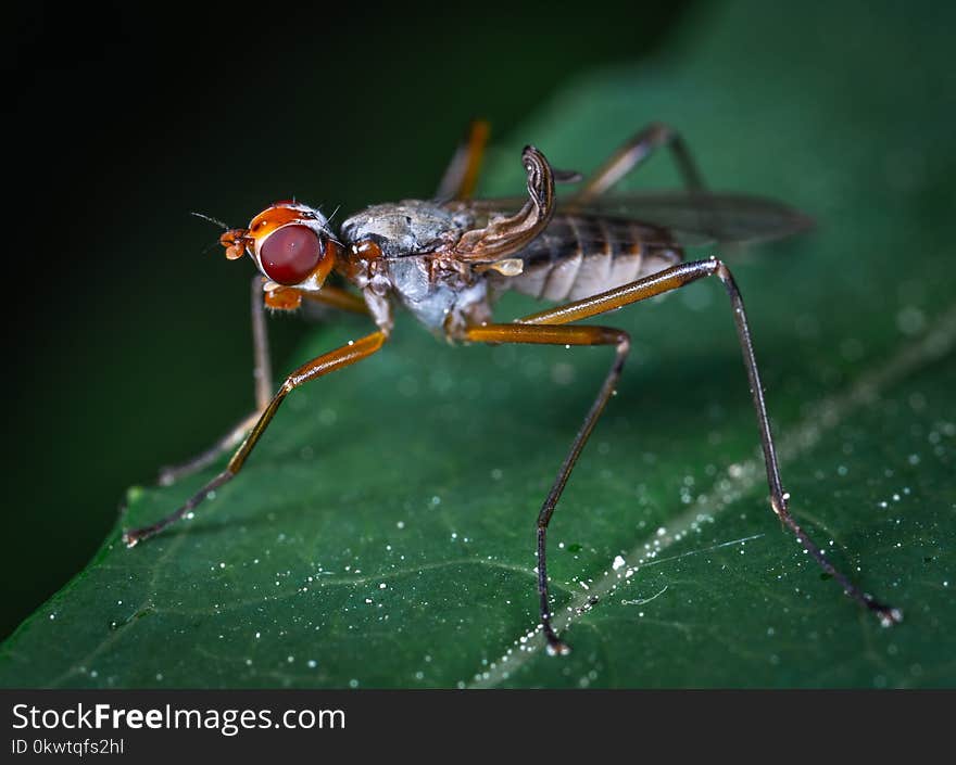 Macro Photography of Insect on Leaf