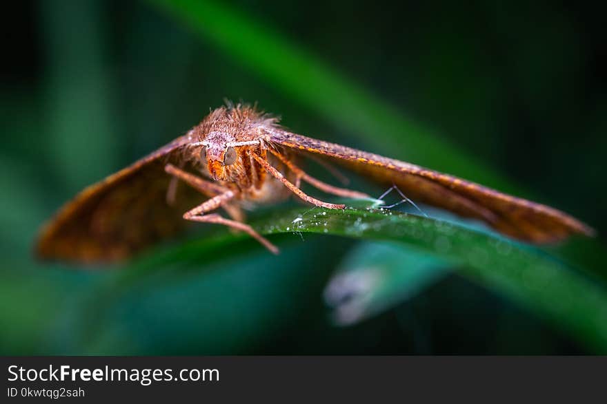 Macro Photography of Moth Perched on Leaf