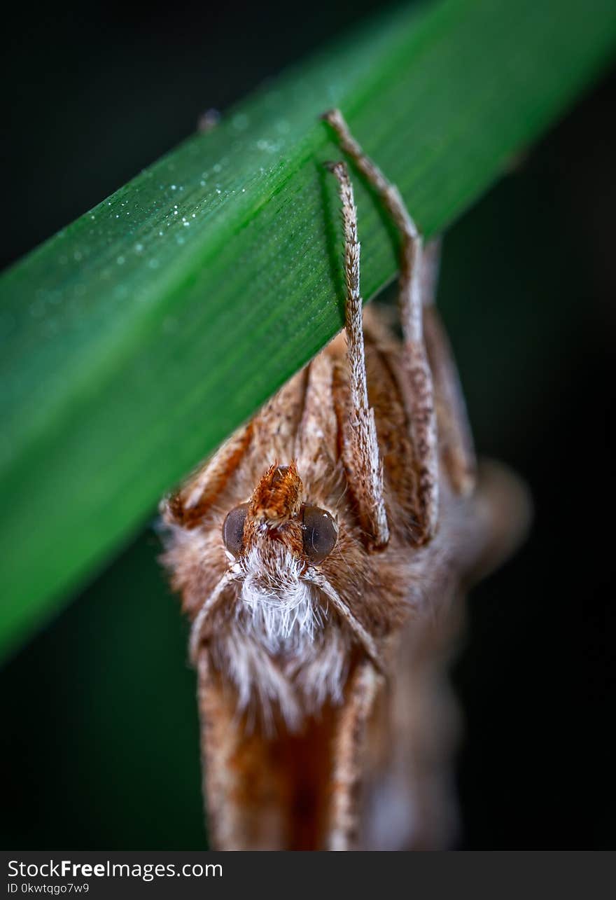 Moth On Green Leaf