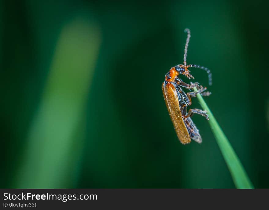 Macro Photo Of Insect