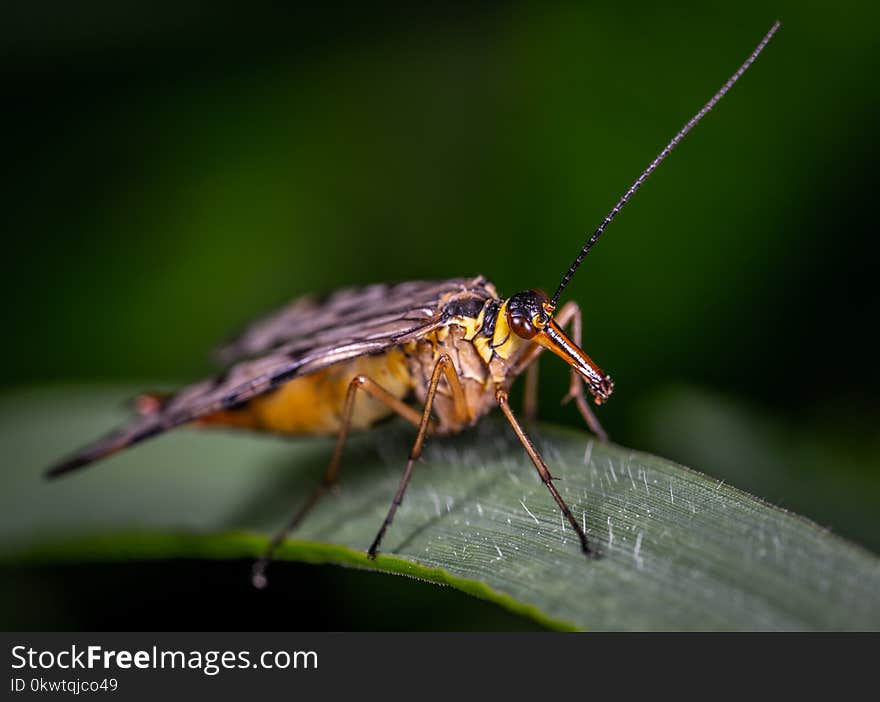 Macro Photography of Moth on Leaf