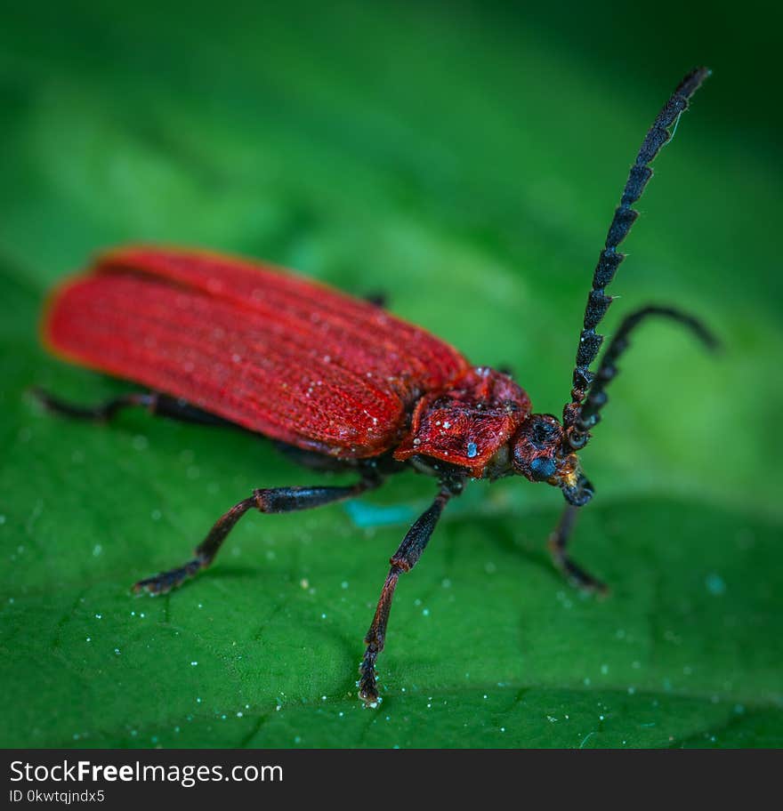 Red Weevil On Green Leaf