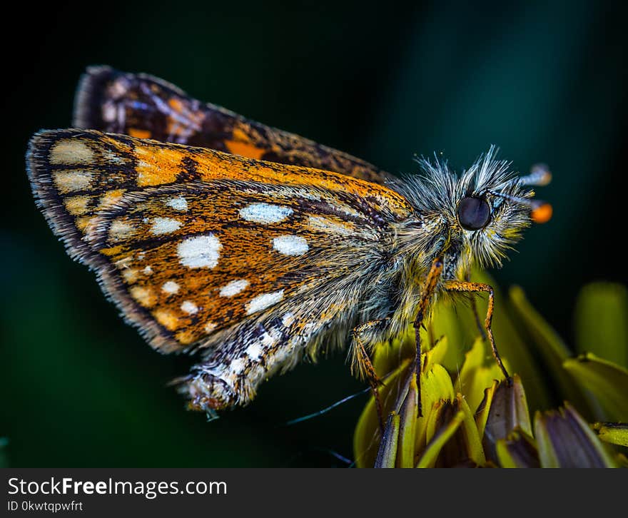 Macro Photo Of Butterfly