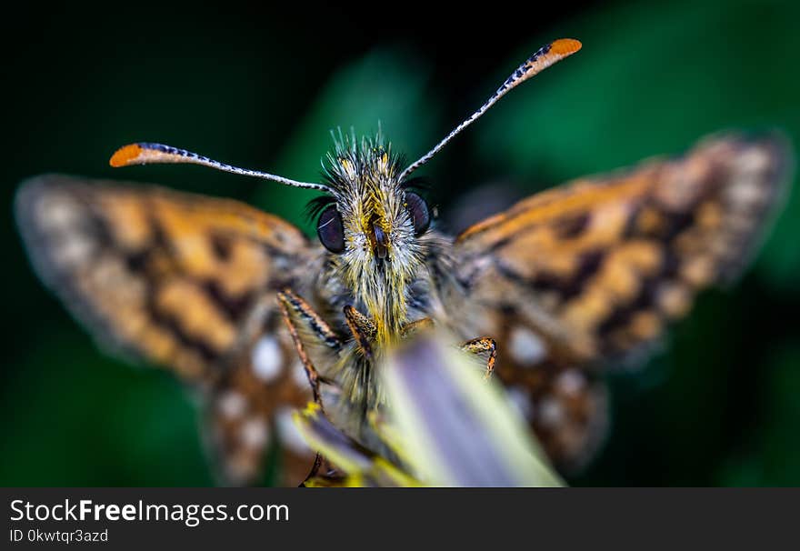 Selective Focus Photography Of Butterfly