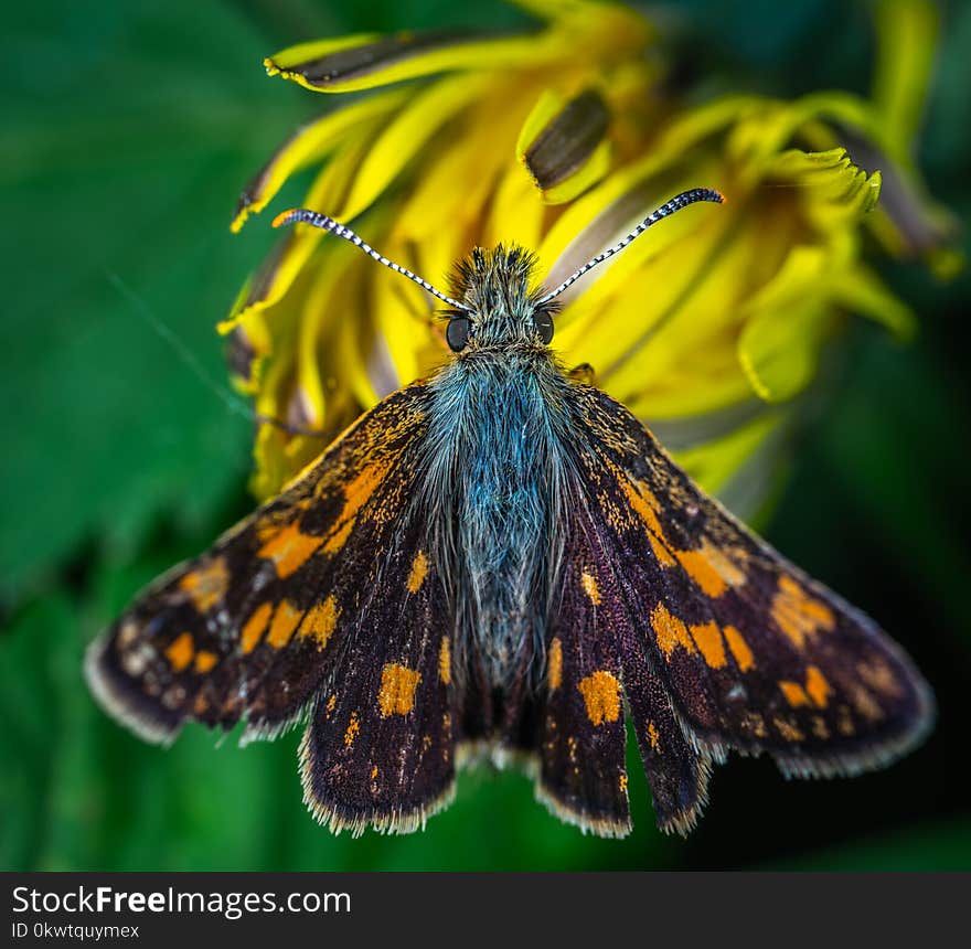 Butterfly On Yellow Flower