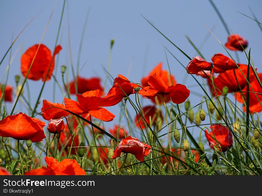 Selective Focus Photography of Red Petaled Flower Plant