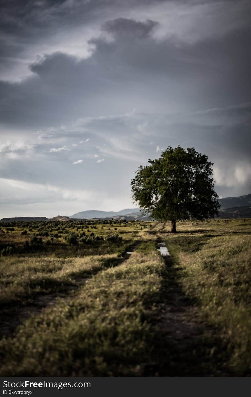 Lone Tree on Grass Field Under Cloudy Sky