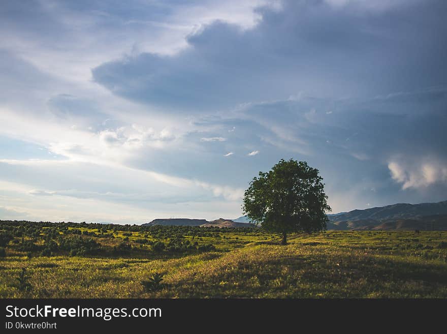 Green Leaf Tree Beside Mountain With Cloudy Sky