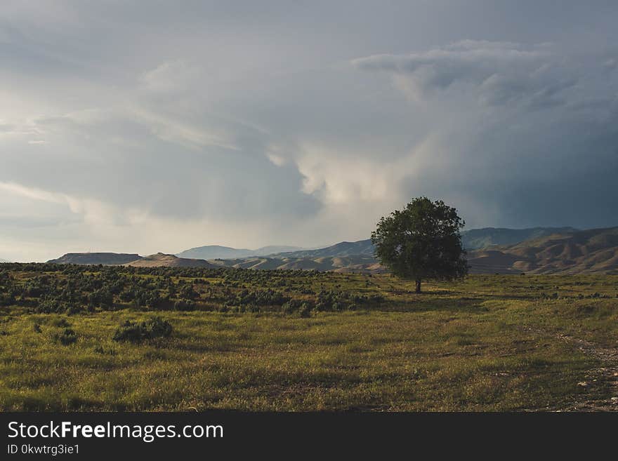 Green Tree Under Cloudy Daytime