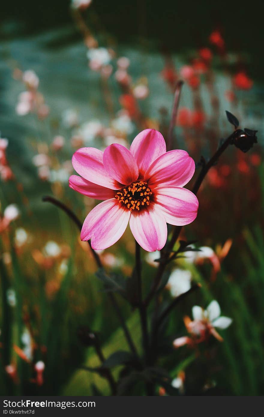 Pink Dahlia Flowers in Bloom