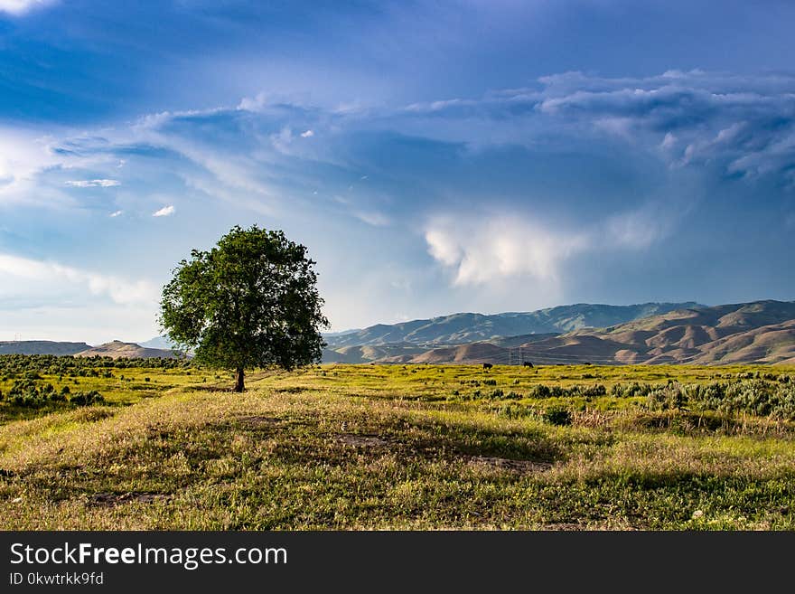 Green Tree