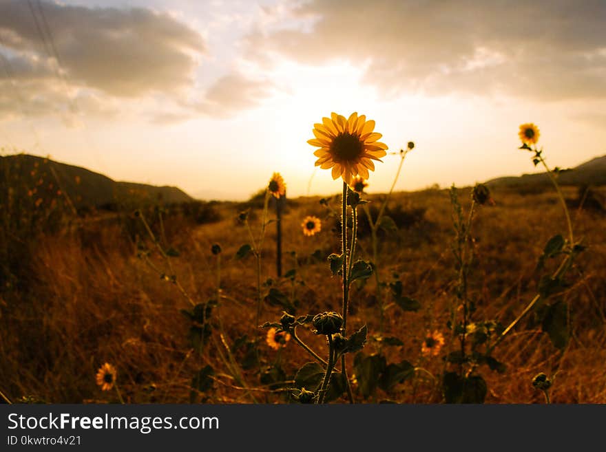 Sunflower on Hill Sepia Photography