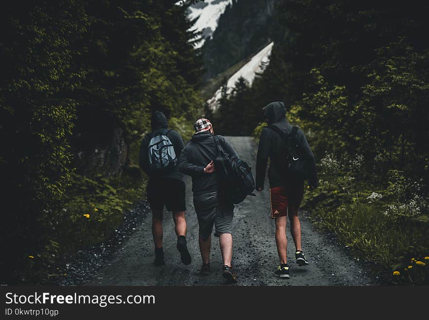 Three Men Walking on Road Between Tall Trees