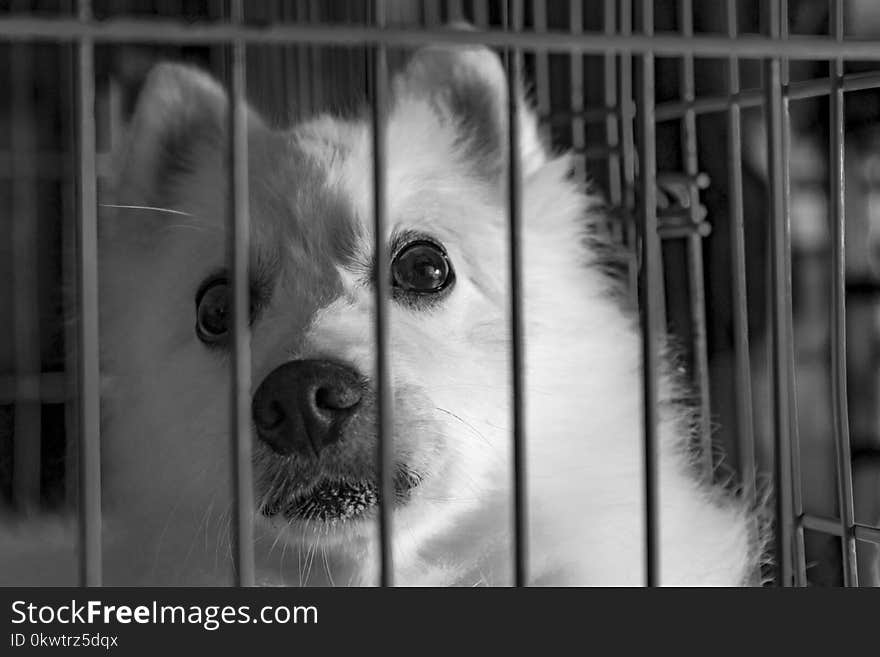 Grayscale Photography of Dog in Cage