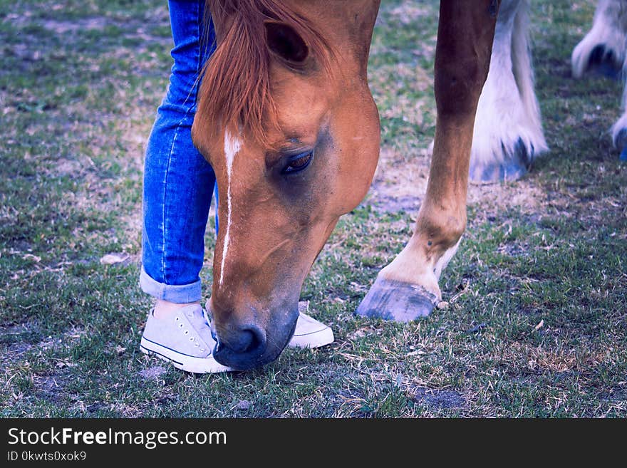 Person Standing Beside Brown Horse