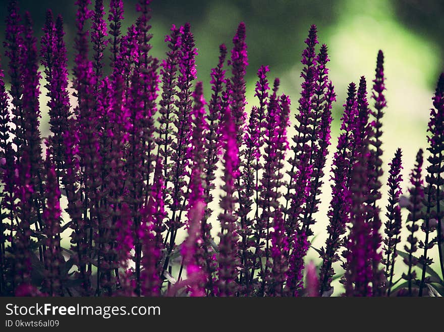 Purple Lavender Flowers Selective-focus Photography