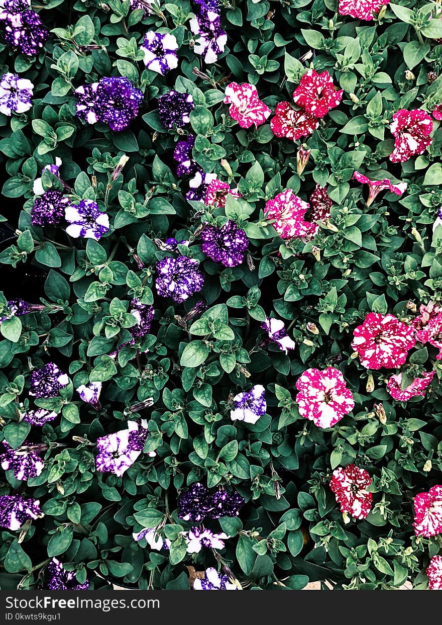 Multicolored Petaled Flowers