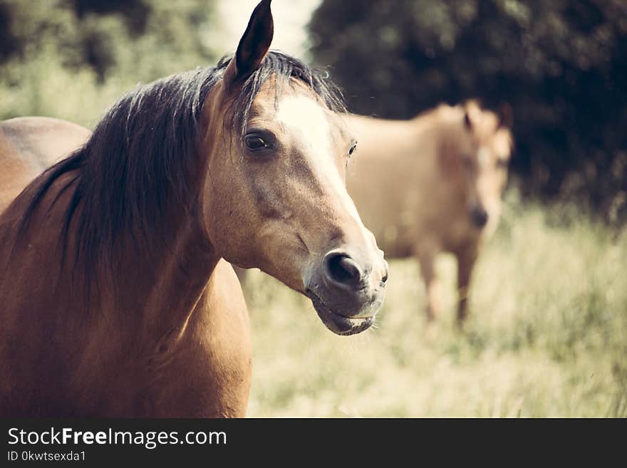 Selective Focus Photo of Brown Horse