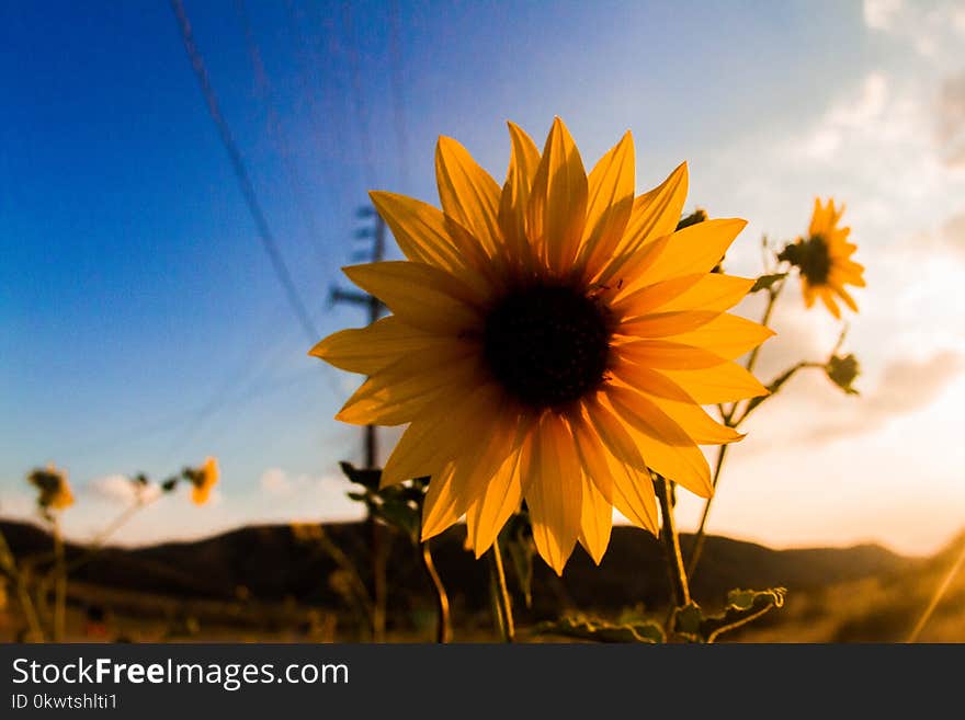 Selective Focus Photo of Sunflower