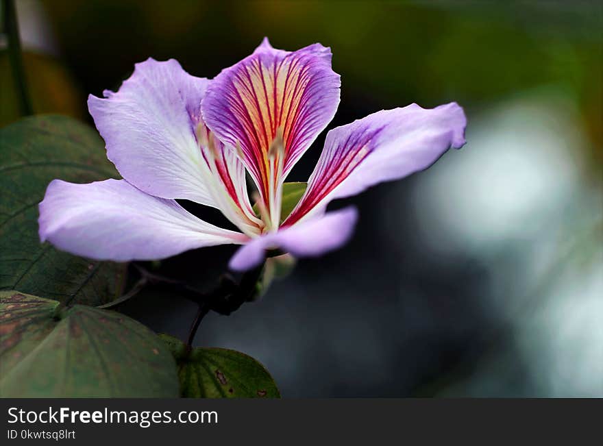 Close-up Photography Of Purple Orchid Flower