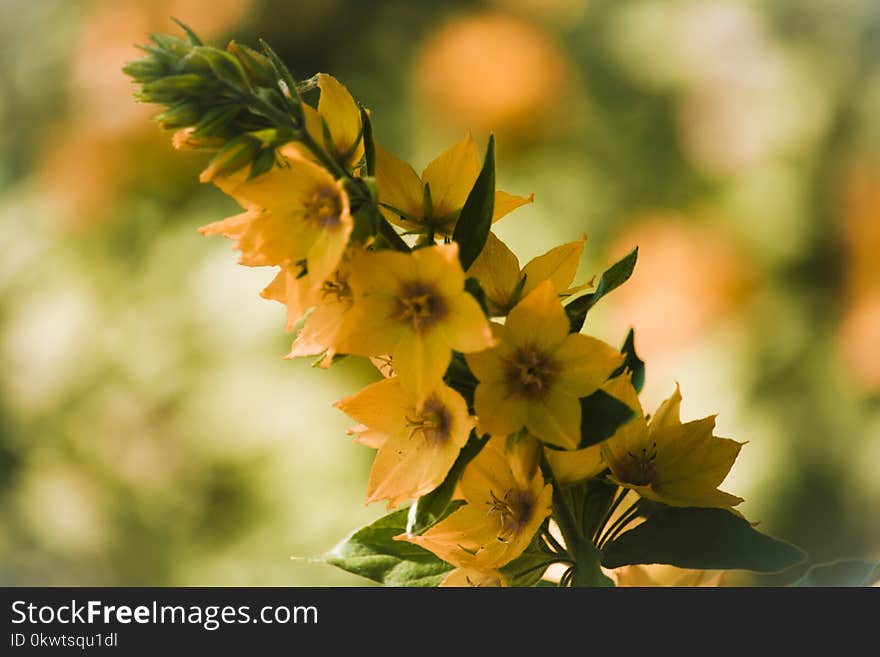 Selective Focus Photo of Yellow Petaled Flowers