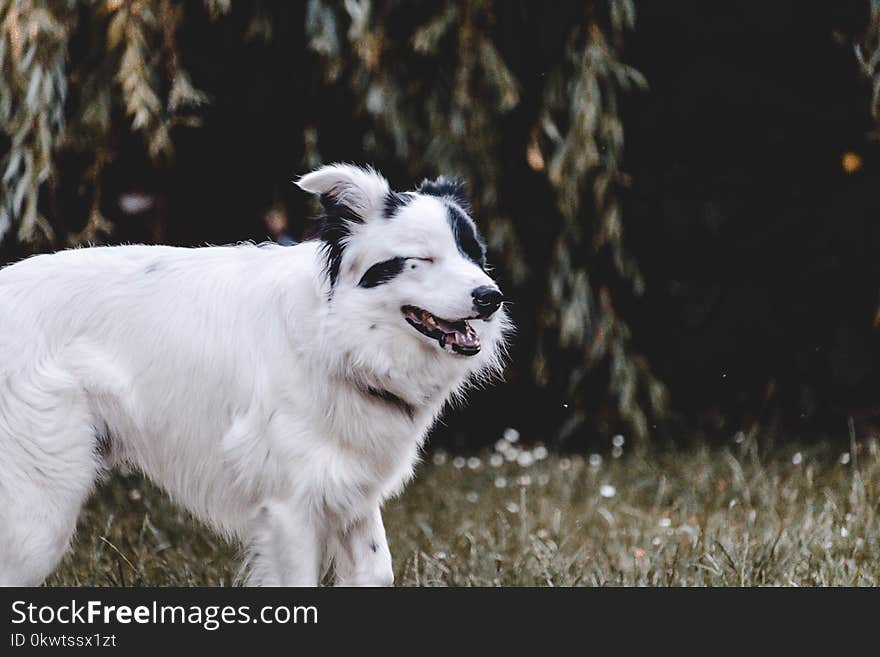 Adult White and Black Australian Shepherd