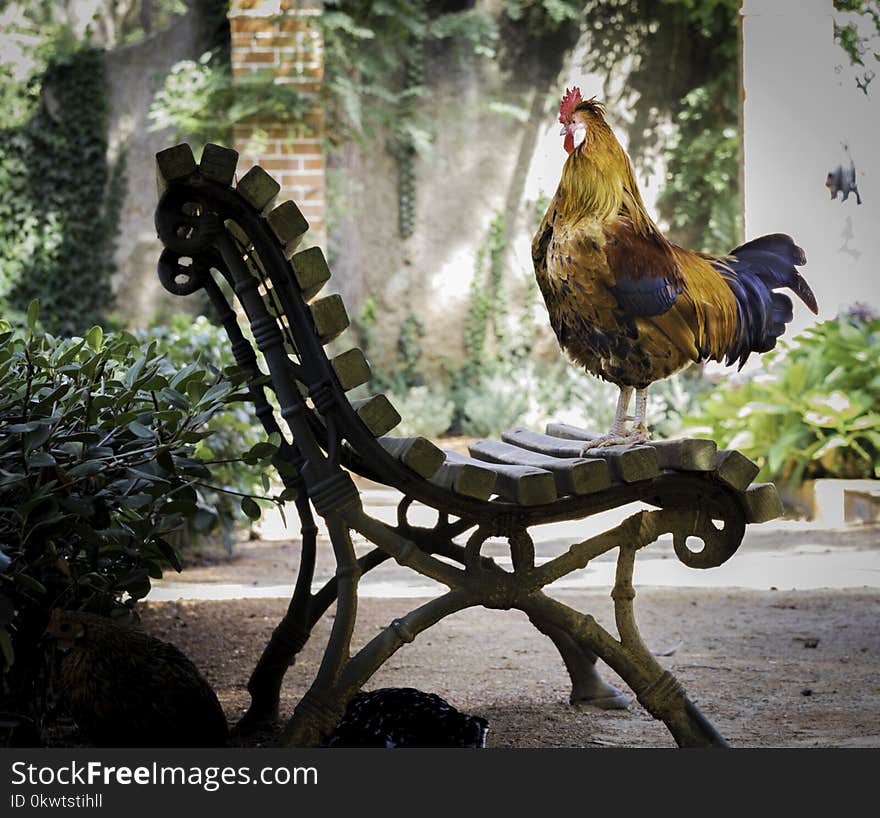 Close-up Photography of Orange Rooster on Brown Wooden Bench