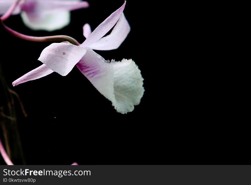 Close-up Photography Of Cattleya Orchid