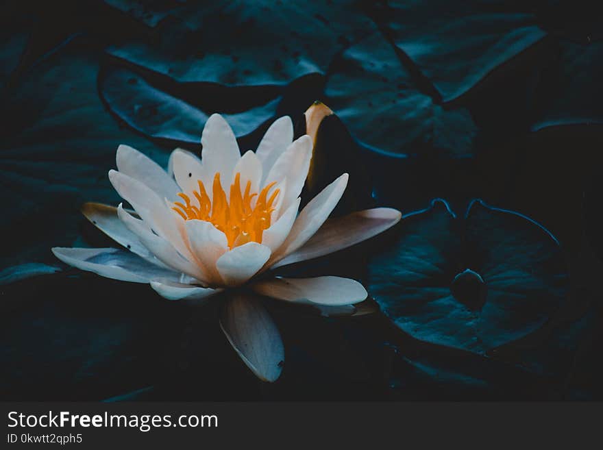 Close-up Photography of Water Lily