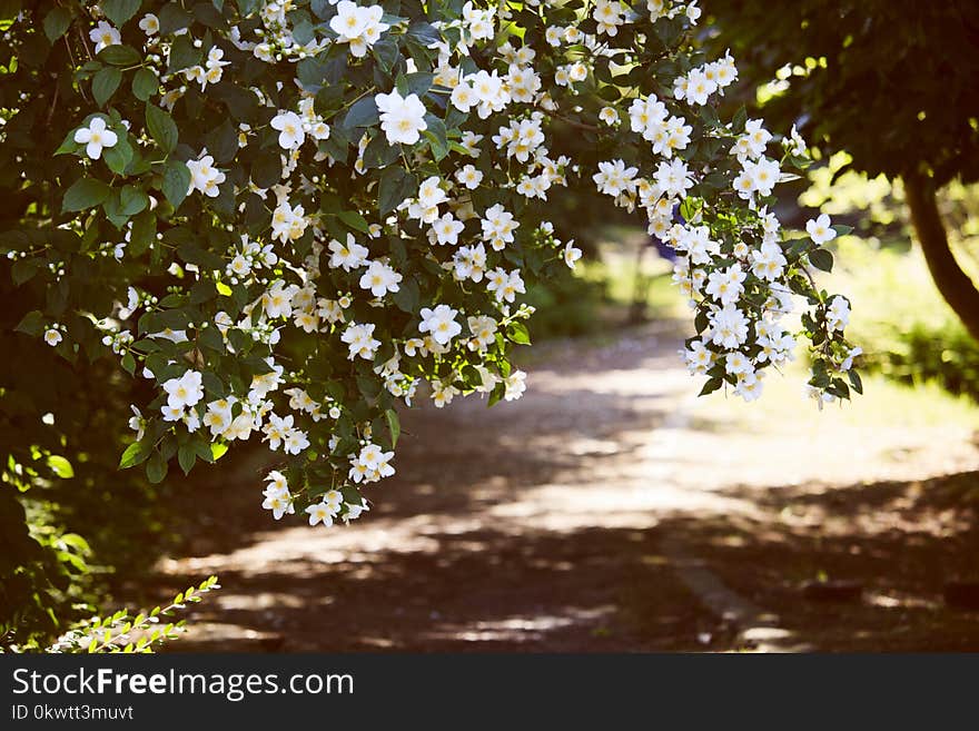 White Petaled Flowers