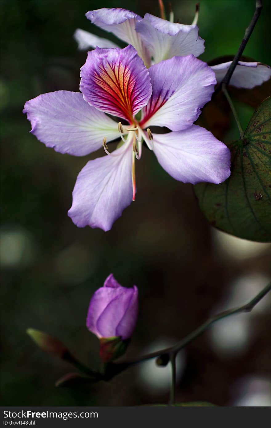 Purple Petaled Flowers In Selective Focus Photography