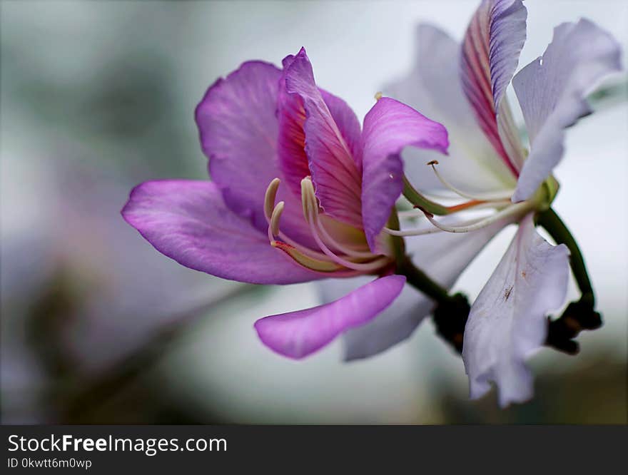 Purple Orchid Flowers