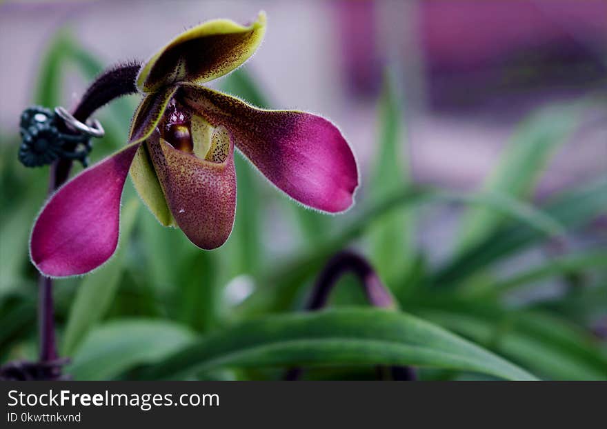 Depth Of Field Photograph Of Purple Orchid