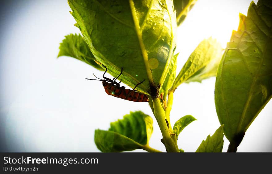 Close Up Photography of Insect on Leaf